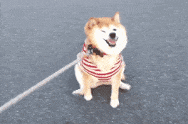 国产女人与狗,女性力量与忠诚犬伴的感人故事